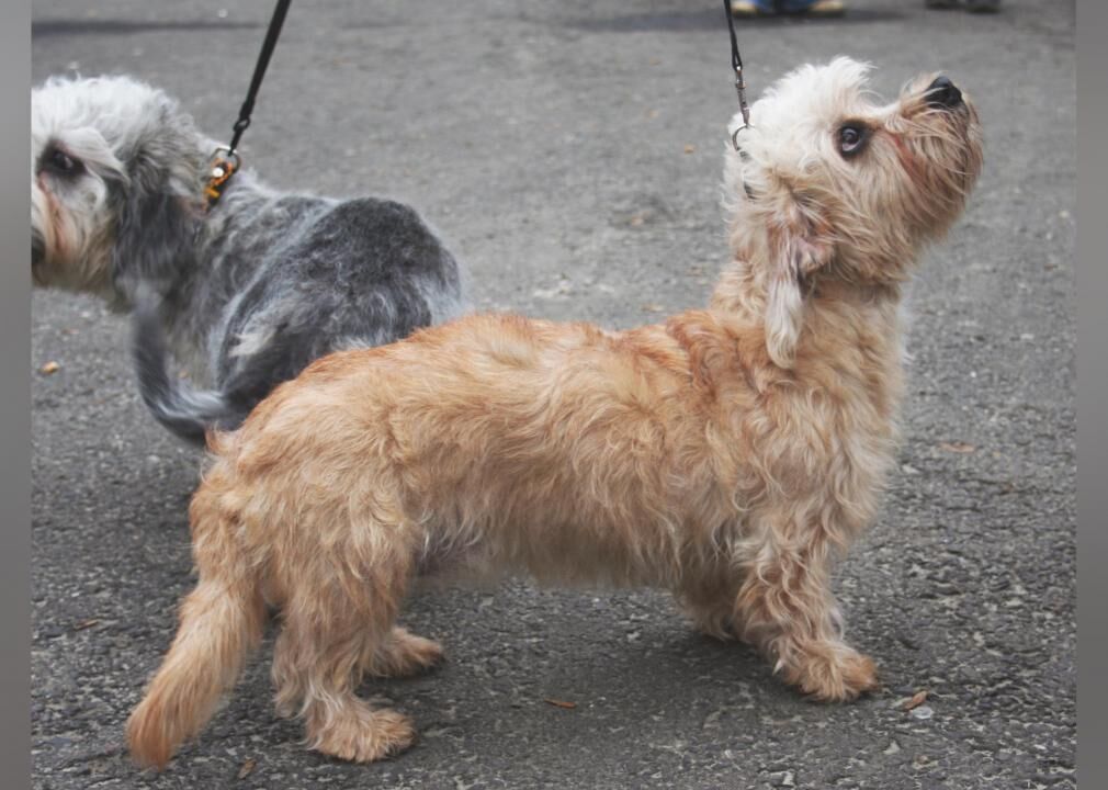 #18. Dandie Dinmont terrier (tie)
